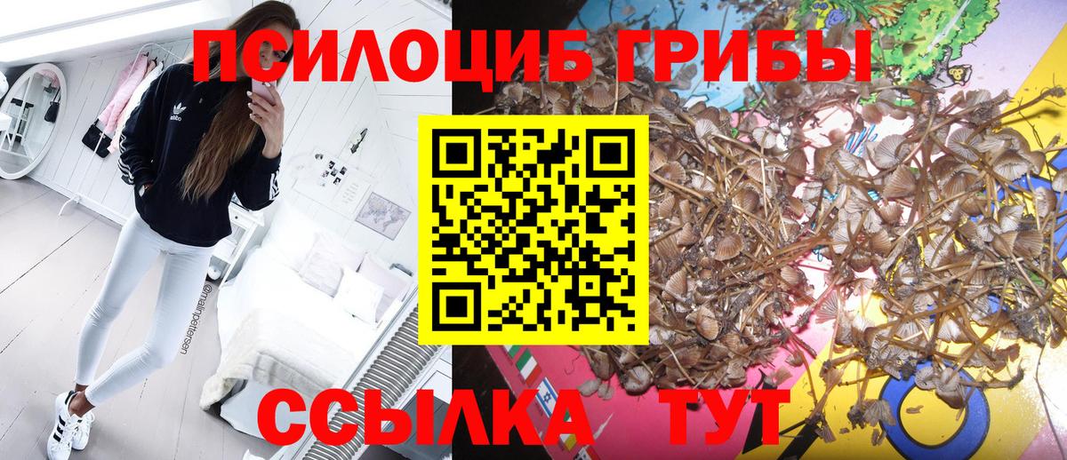 Псилоцибиновые грибы Psilocybe Южно-Сахалинск